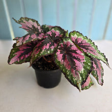Load image into Gallery viewer, #R16 Begonia Unknown