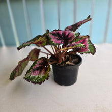 Load image into Gallery viewer, #R16 Begonia Unknown