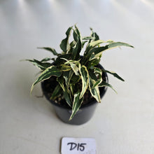 Load image into Gallery viewer, #D15 Syngonium Ngern Lai Ma