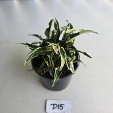 Load image into Gallery viewer, #D15 Syngonium Ngern Lai Ma