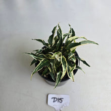 Load image into Gallery viewer, #D15 Syngonium Ngern Lai Ma