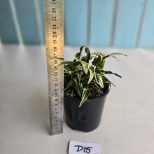 Load image into Gallery viewer, #D15 Syngonium Ngern Lai Ma