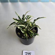 Load image into Gallery viewer, #D15 Syngonium Ngern Lai Ma