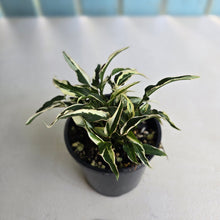 Load image into Gallery viewer, #D15 Syngonium Ngern Lai Ma