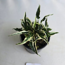 Load image into Gallery viewer, #D15 Syngonium Ngern Lai Ma