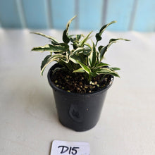 Load image into Gallery viewer, #D15 Syngonium Ngern Lai Ma