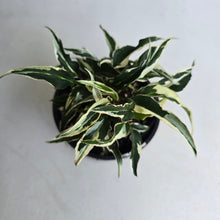 Load image into Gallery viewer, #D15 Syngonium Ngern Lai Ma