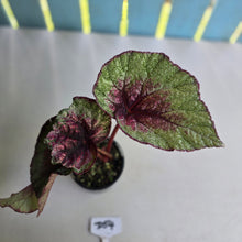 Load image into Gallery viewer, #D54 Begonia Plum Paisley