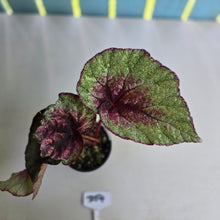Load image into Gallery viewer, #D54 Begonia Plum Paisley