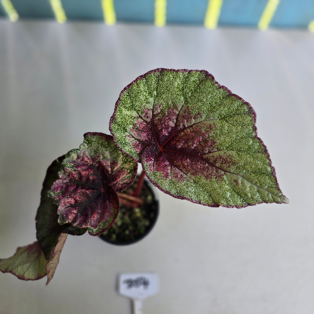 #D54 Begonia Plum Paisley