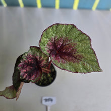 Load image into Gallery viewer, #D54 Begonia Plum Paisley