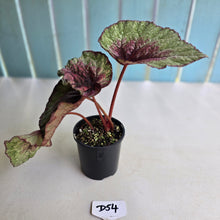 Load image into Gallery viewer, #D54 Begonia Plum Paisley