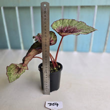 Load image into Gallery viewer, #D54 Begonia Plum Paisley