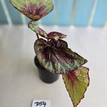 Load image into Gallery viewer, #D54 Begonia Plum Paisley
