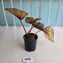Load image into Gallery viewer, #D54 Begonia Plum Paisley