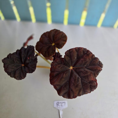 #R27 Dark Velvet Begonia Unknown