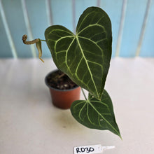 Load image into Gallery viewer, #RD30 Anthurium Clarinervium x