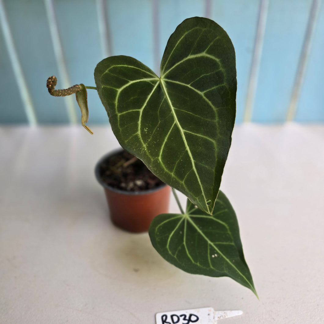 #RD30 Anthurium Clarinervium x