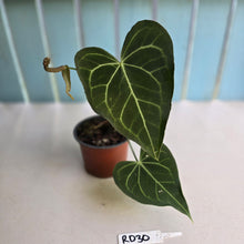 Load image into Gallery viewer, #RD30 Anthurium Clarinervium x