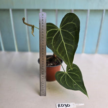 Load image into Gallery viewer, #RD30 Anthurium Clarinervium x