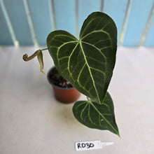 Load image into Gallery viewer, #RD30 Anthurium Clarinervium x