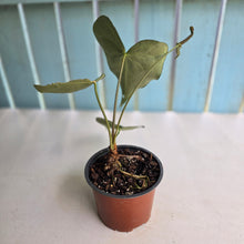 Load image into Gallery viewer, #RD30 Anthurium Clarinervium x