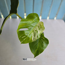 Load image into Gallery viewer, #RB15 Variegated Monstera Borsigiana