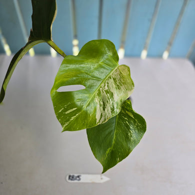 #RB15 Variegated Monstera Borsigiana