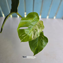 Load image into Gallery viewer, #RB15 Variegated Monstera Borsigiana