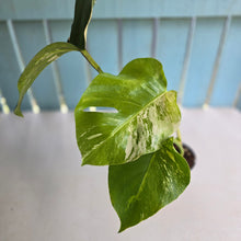 Load image into Gallery viewer, #RB15 Variegated Monstera Borsigiana