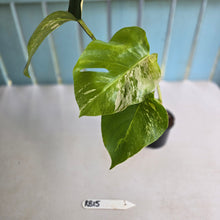 Load image into Gallery viewer, #RB15 Variegated Monstera Borsigiana