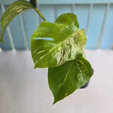 Load image into Gallery viewer, #RB15 Variegated Monstera Borsigiana