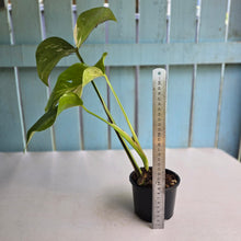 Load image into Gallery viewer, #RB15 Variegated Monstera Borsigiana