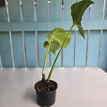 Load image into Gallery viewer, #RB15 Variegated Monstera Borsigiana