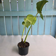 Load image into Gallery viewer, #RB15 Variegated Monstera Borsigiana