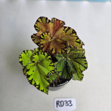 Load image into Gallery viewer, #RD33 Begonia Unknown