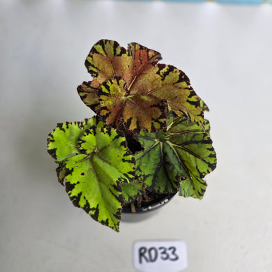 #RD33 Begonia Unknown
