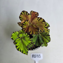 Load image into Gallery viewer, #RD33 Begonia Unknown