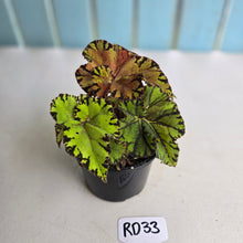 Load image into Gallery viewer, #RD33 Begonia Unknown
