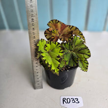Load image into Gallery viewer, #RD33 Begonia Unknown