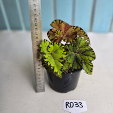 Load image into Gallery viewer, #RD33 Begonia Unknown