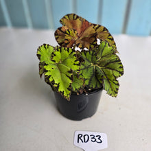 Load image into Gallery viewer, #RD33 Begonia Unknown