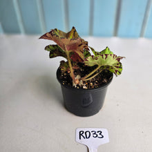 Load image into Gallery viewer, #RD33 Begonia Unknown