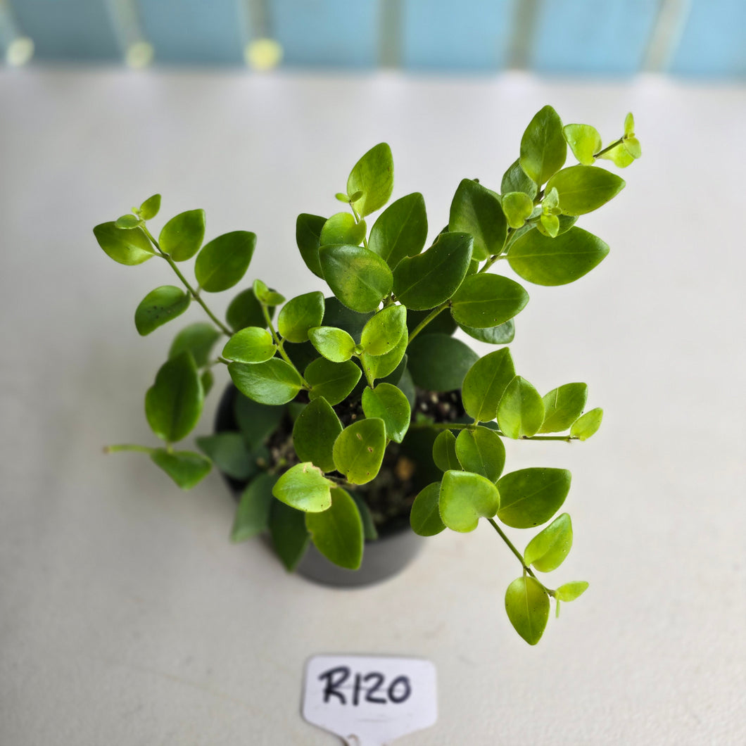 #R120 Aeschynanthus Tricolor