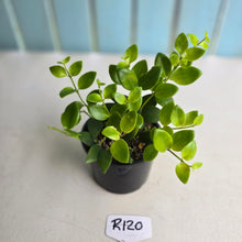 Load image into Gallery viewer, #R120 Aeschynanthus Tricolor