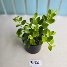 Load image into Gallery viewer, #R120 Aeschynanthus Tricolor