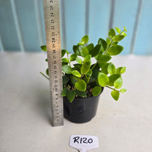 Load image into Gallery viewer, #R120 Aeschynanthus Tricolor