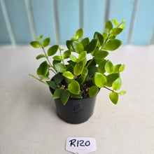 Load image into Gallery viewer, #R120 Aeschynanthus Tricolor