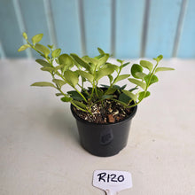 Load image into Gallery viewer, #R120 Aeschynanthus Tricolor