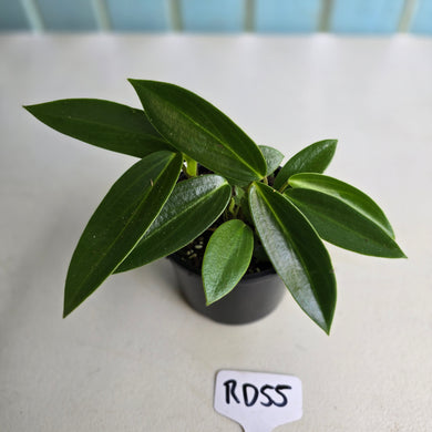 #RD55 Peperomia Elongata
